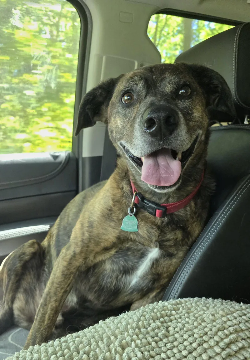 A young medium-sized male Labrador Retriever dog named Charlie for adoption in Columbus, IN