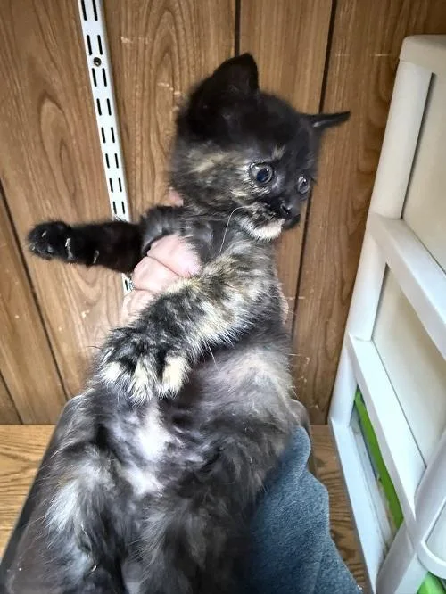 A young medium-sized female Tortoiseshell cat named Cat for adoption in Parlier, CA