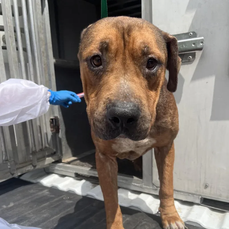 An adult large-sized male Brown / Chocolate Staffordshire Bull Terrier dog named Moe for adoption in Edinburg, TX