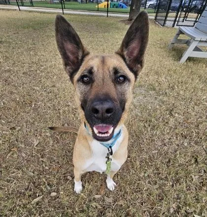 An adult medium-sized male Mixed Breed dog named Milo for adoption in Dallas, TX