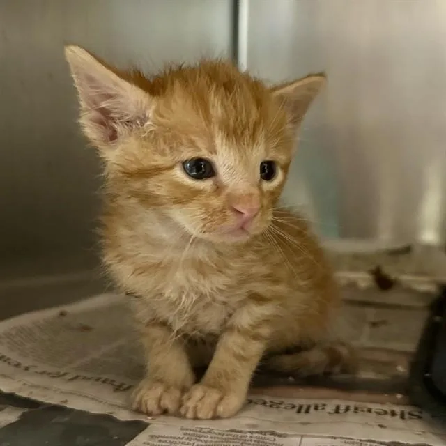 A baby small-sized male Domestic Short Hair cat named Sukuna for adoption in Riverside, CA
