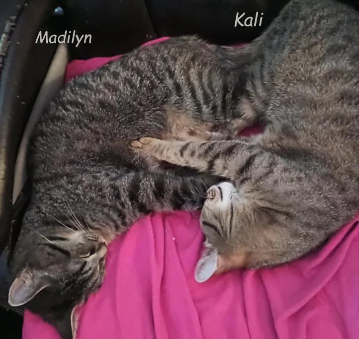 Madilyn Avo thumbnail 2