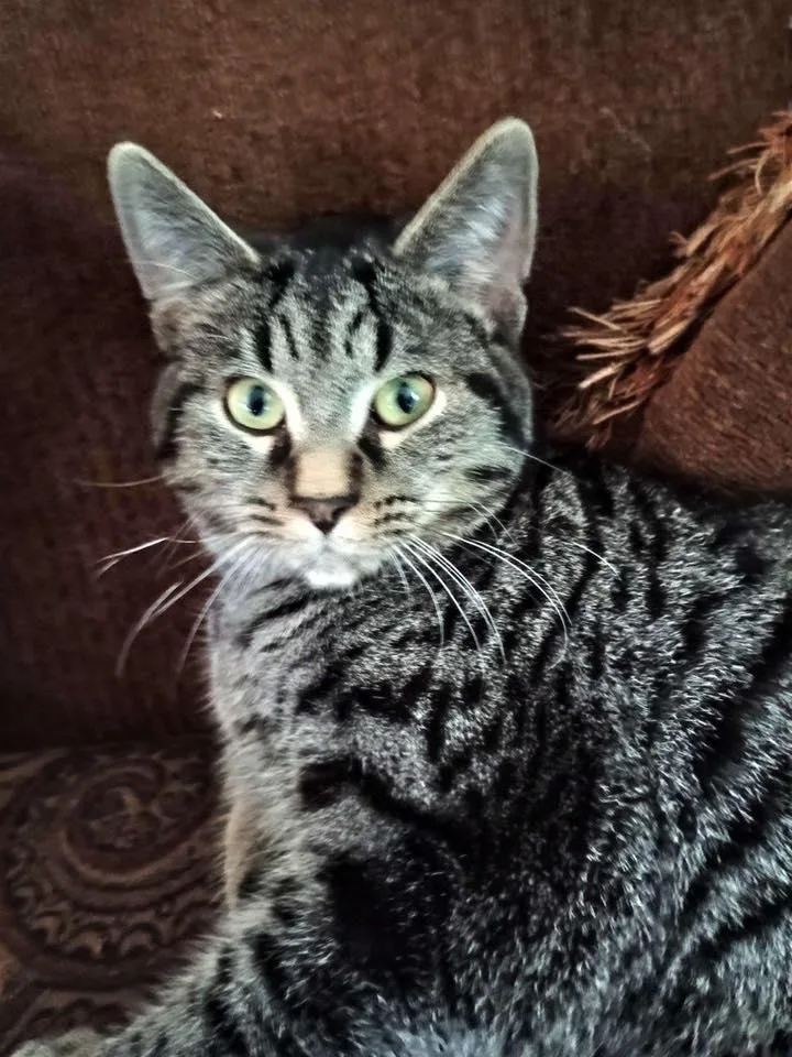 Madilyn Avo thumbnail 3