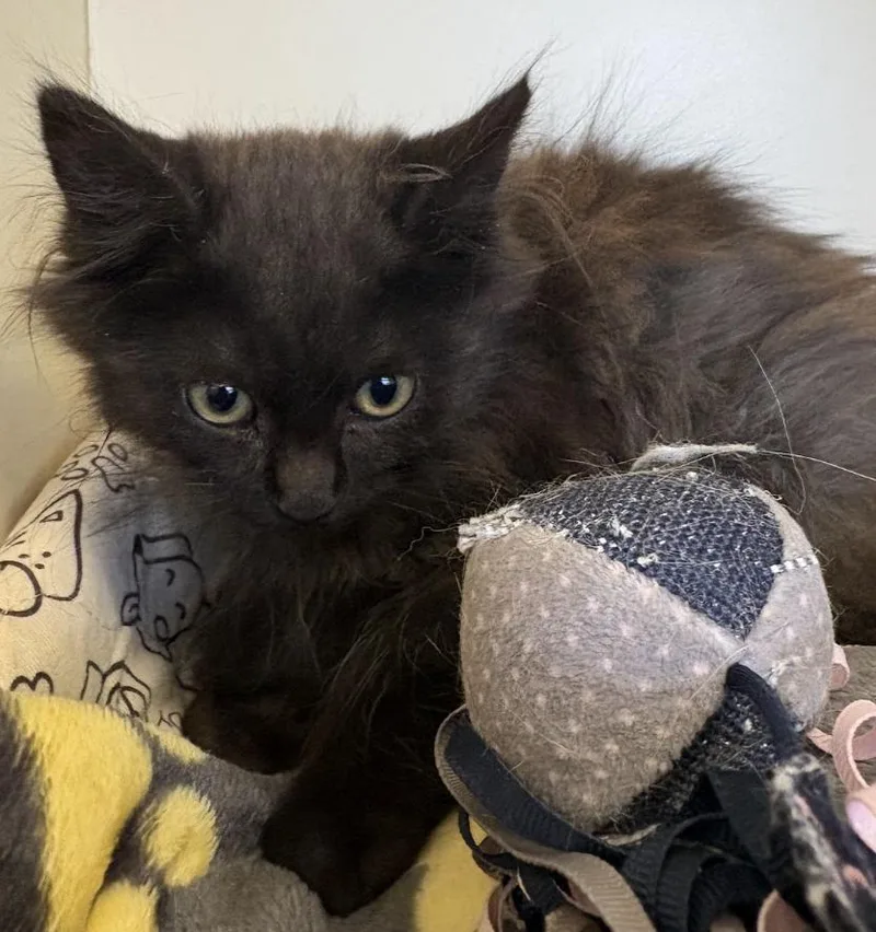 A young medium-sized male Black Domestic Long Hair cat named Mac for adoption in Buena Vista, CO