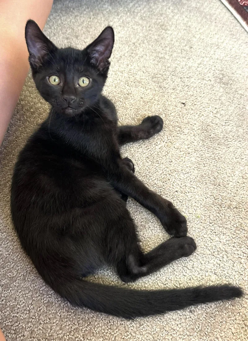 A baby medium-sized male Domestic Short Hair cat named Pepper — The BigEyed for adoption in Prescott, AZ