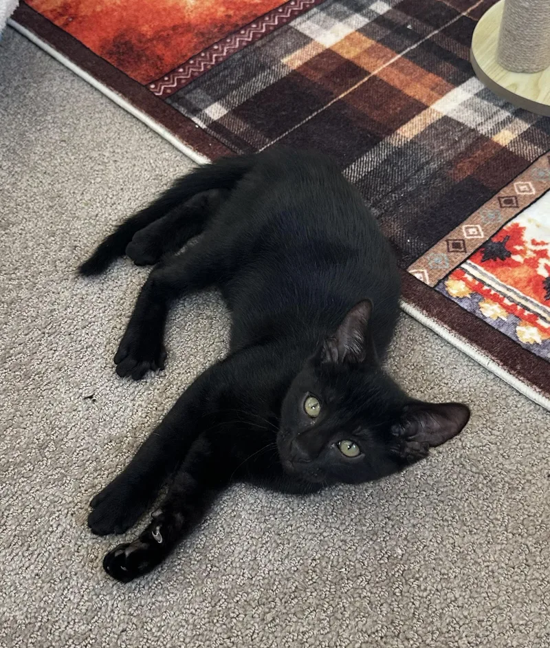Pepper — The BigEyed thumbnail 2