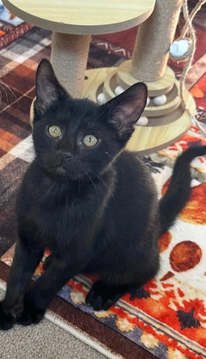 Pepper — The BigEyed thumbnail 3