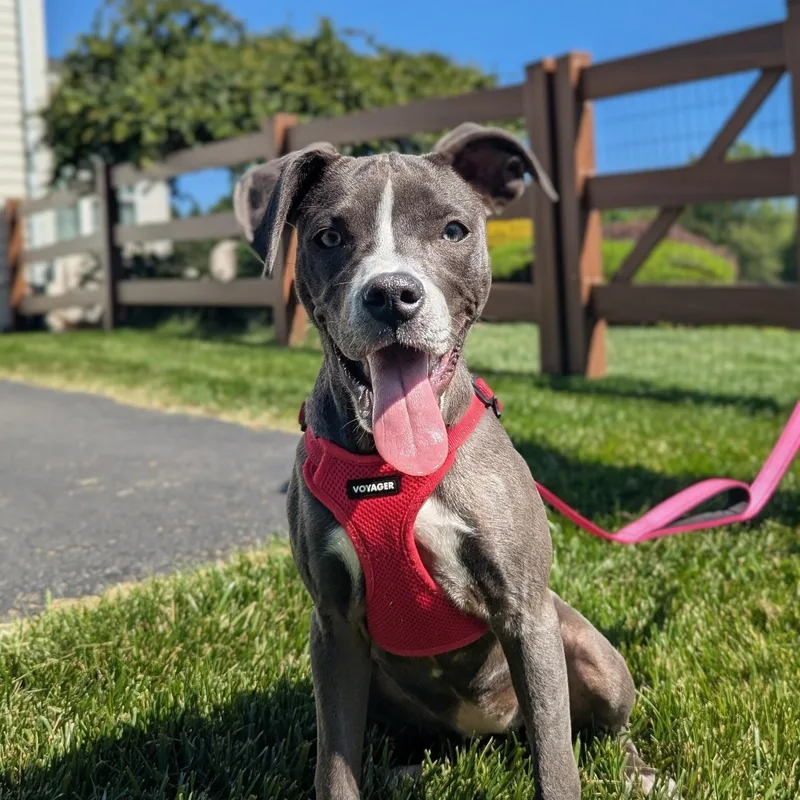 A baby medium-sized female Gray / Blue / Silver Pit Bull Terrier dog named Cleo for adoption in Potomac, MD