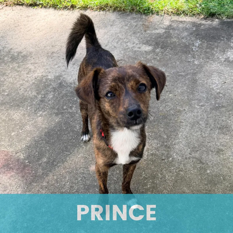 A baby small-sized male Mixed Breed dog named Prince for adoption in Rochester , NY