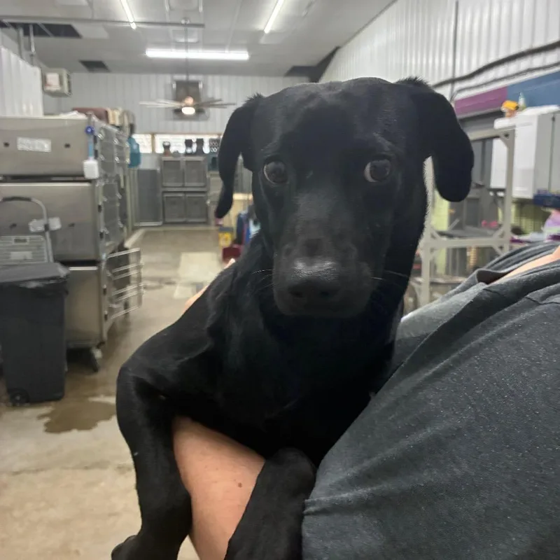 A young medium-sized male Mixed Breed dog named Minion for adoption in Corbin, KY