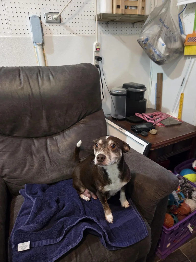 An adult small-sized female Red / Chestnut / Orange Chihuahua dog named Gracie for adoption in Draper, VA