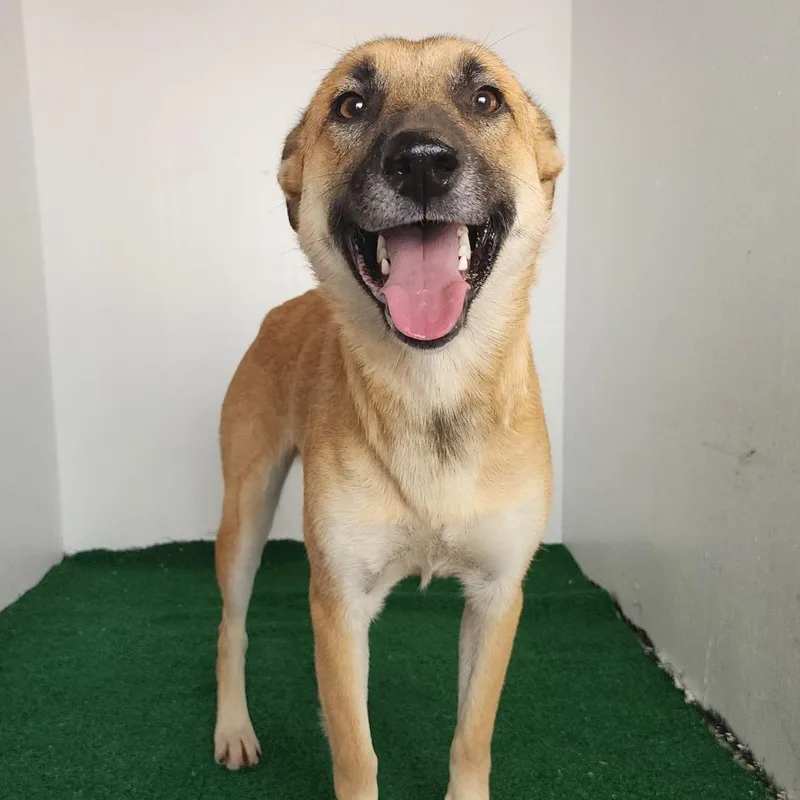 Normandy thumbnail 2