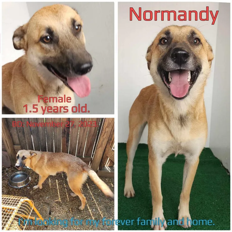 Normandy thumbnail 3