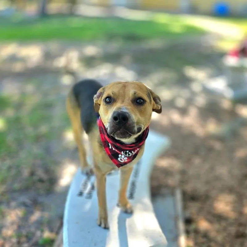 A young medium-sized male Black Mixed Breed dog named Dart for adoption in Port Charlotte, FL