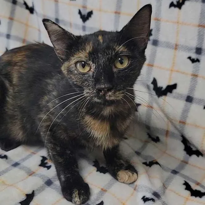 A young medium-sized female Tortoiseshell Domestic Short Hair cat named Sunshine for adoption in Valdosta, GA