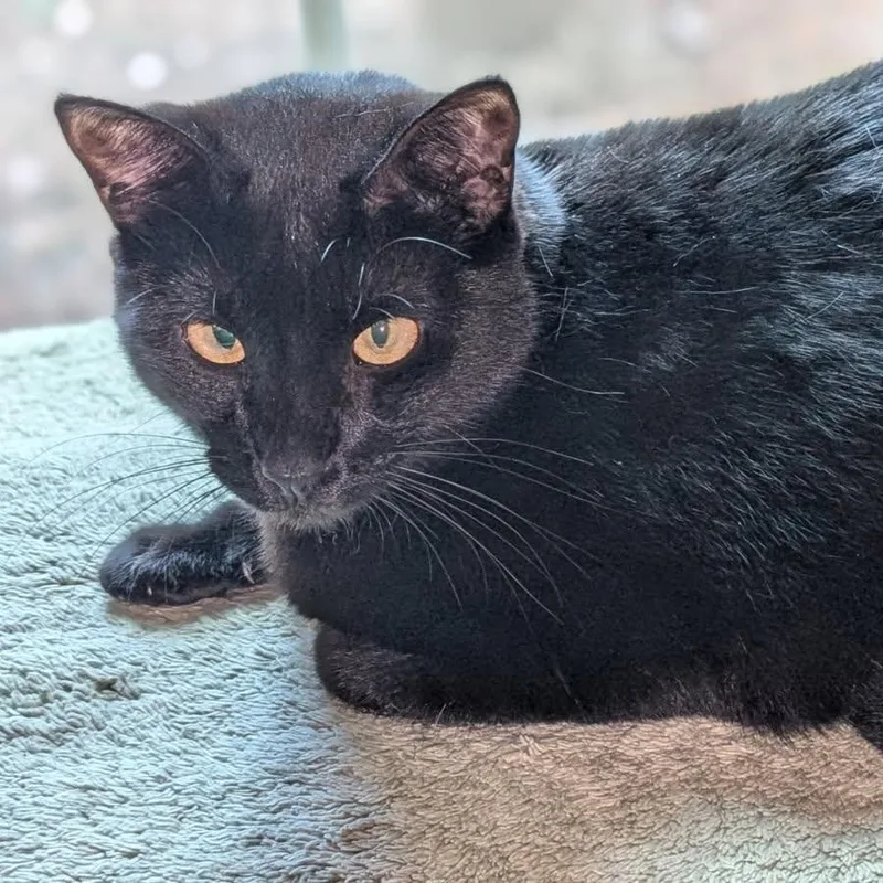 Midnight thumbnail 2