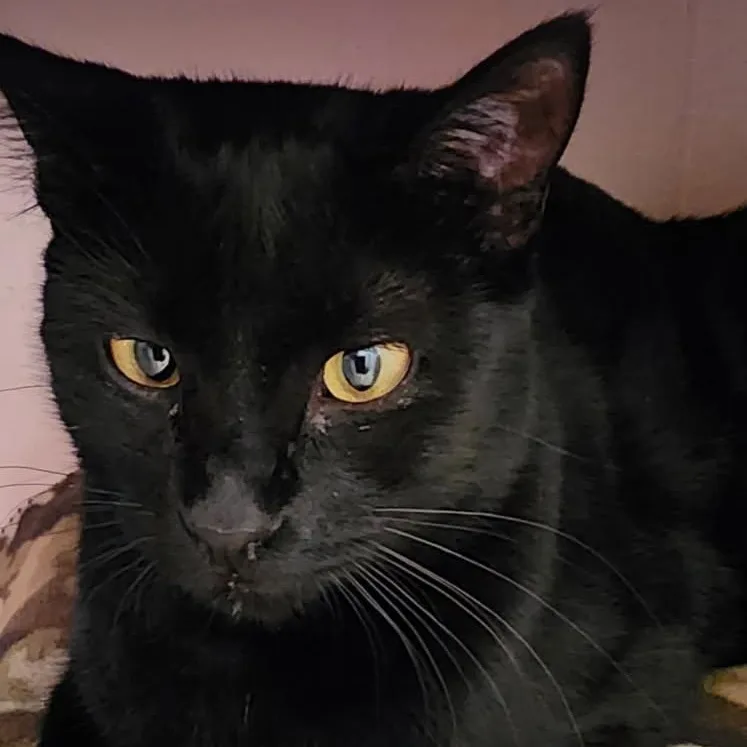 Midnight thumbnail 3