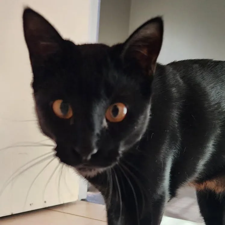 Midnight thumbnail 4