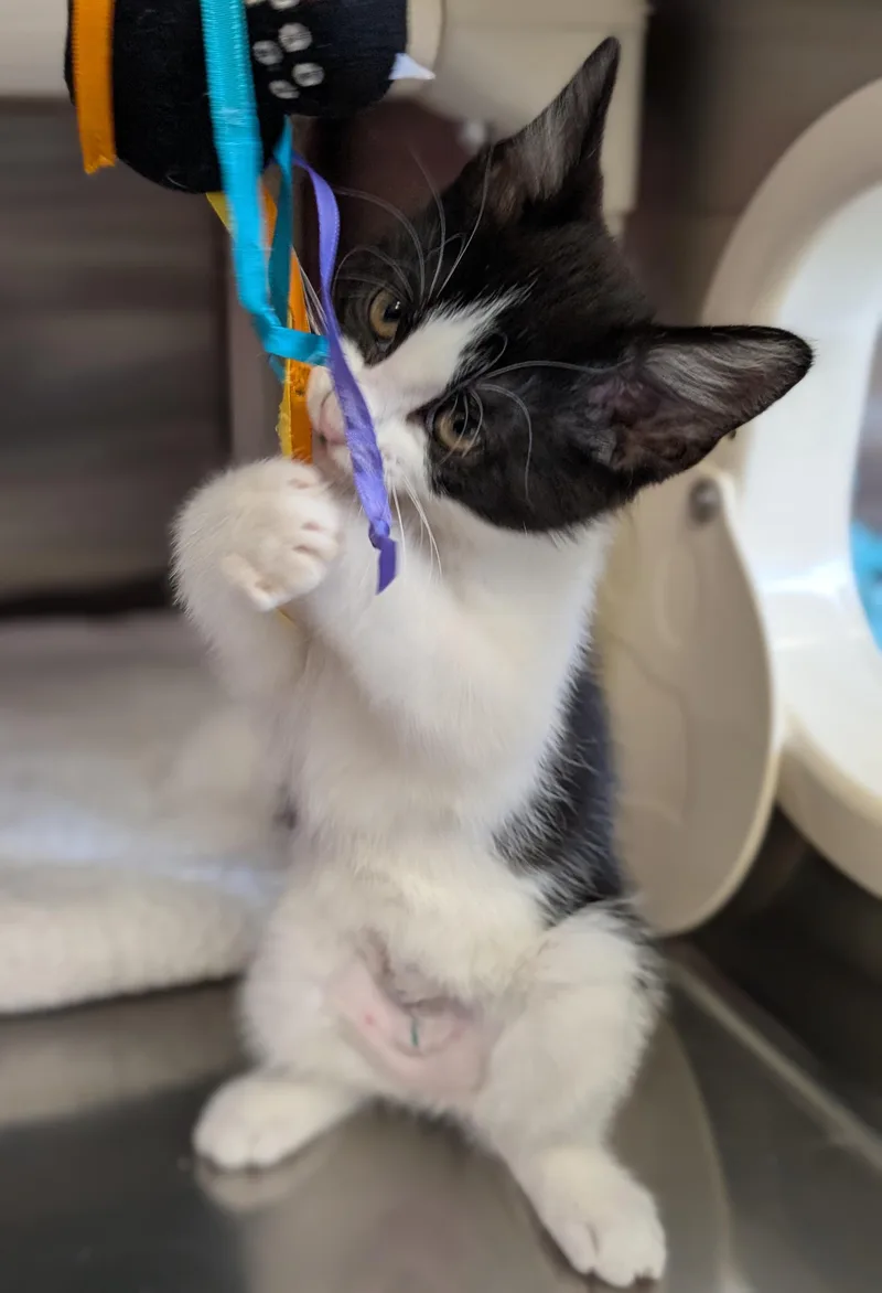 A baby medium-sized female Domestic Short Hair cat named Tamari for adoption in Jefferson, WI