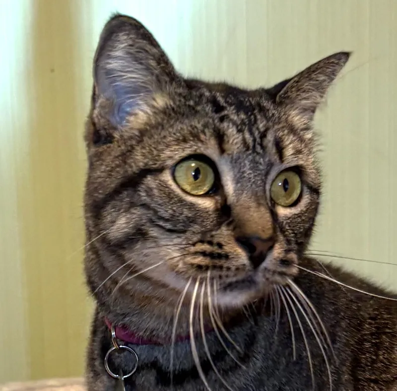 An adult medium-sized female Tabby cat named Penny quietcuddler for adoption in Houston, TX