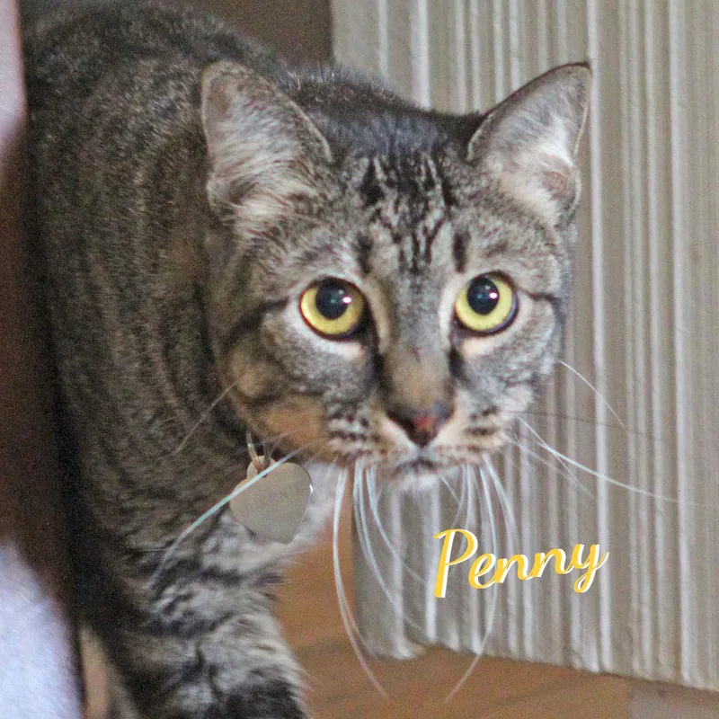 Penny quietcuddler thumbnail 2