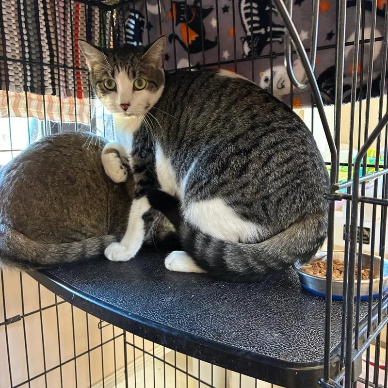 An adult medium-sized male Brown / Chocolate Domestic Short Hair cat named Ninja for adoption in Kanab, UT