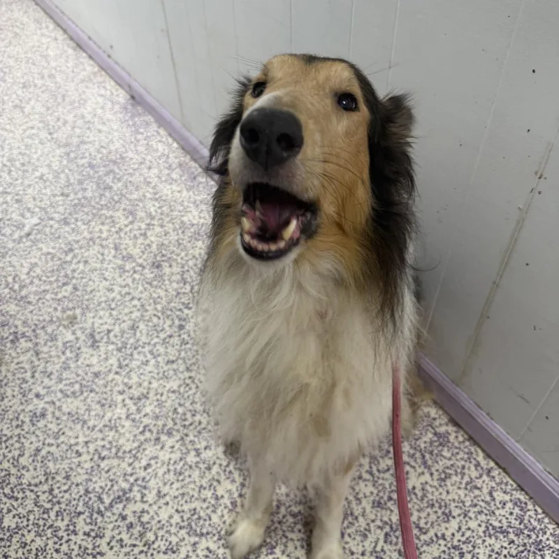 An adult medium-sized male Black Smooth Collie dog named Sir MixaLot for adoption in Northbrook, IL