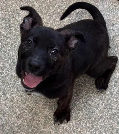 A baby small-sized female Labrador Retriever dog named Lucille for adoption in Washington, DC