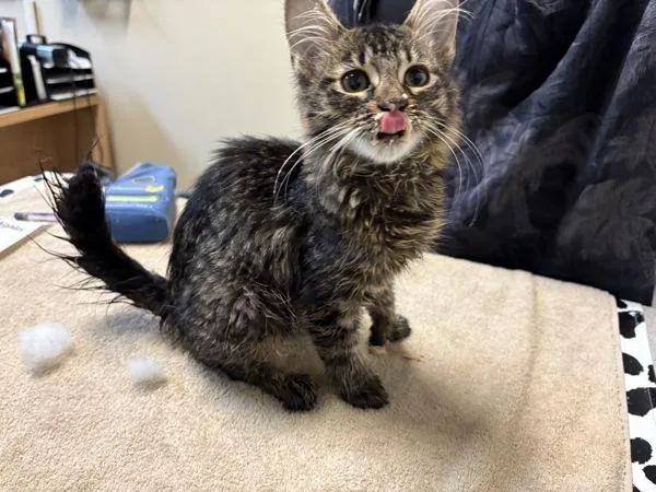 Nala