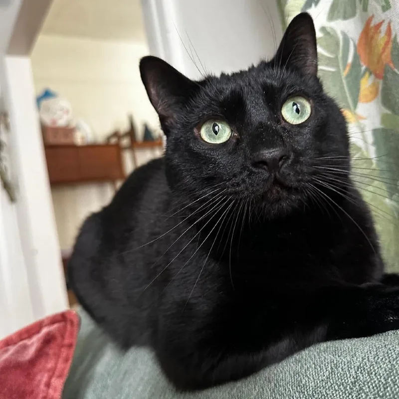 An adult large-sized female Black Domestic Short Hair cat named Misu for adoption in Pasadena, CA