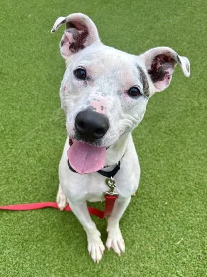 An adult small-sized male Mixed Breed dog named Ace FKA Tristian for adoption in West Chester, PA