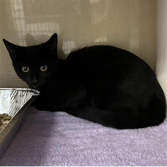A baby small-sized female Domestic Short Hair cat named Elizabeth for adoption in Lincolnton, NC