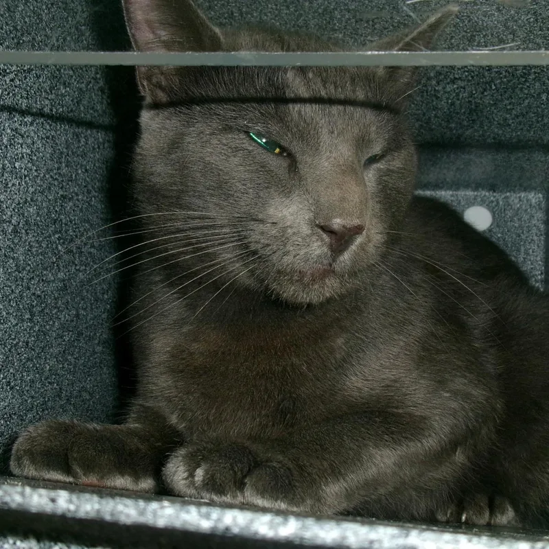 An adult medium-sized male Gray / Blue / Silver Domestic Short Hair cat named Nazgul for adoption in Plover, WI