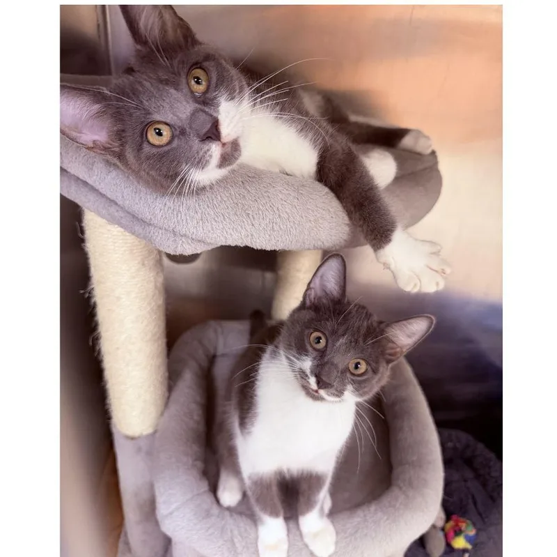 Priscilla And Suzette thumbnail 3