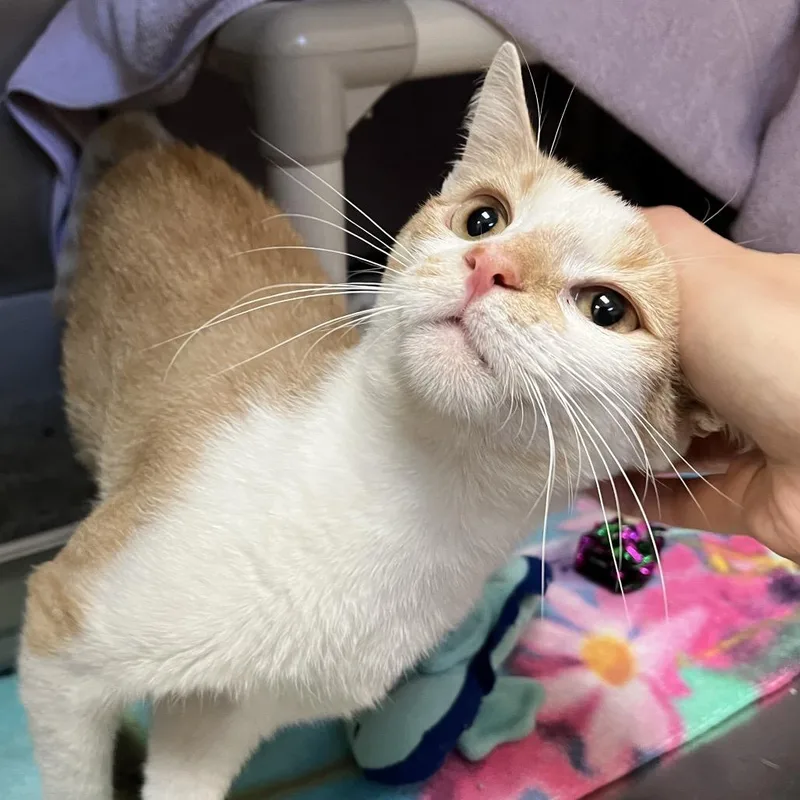 An adult medium-sized male Buff / Tan / Fawn Domestic Short Hair cat named Smokin' BBQ Bonus Jack for adoption in York, PA