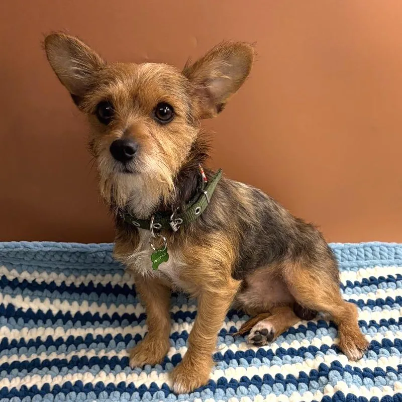 An adult small-sized male Yellow / Tan / Blond / Fawn Yorkshire Terrier dog named Archie for adoption in San Antonio, TX