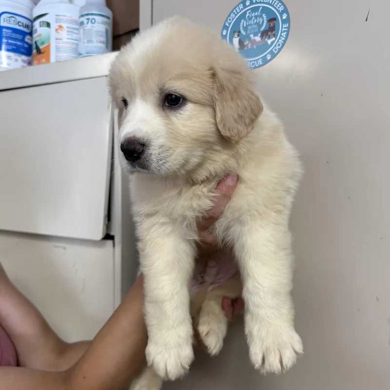 A baby large-sized male White / Cream Great Pyrenees dog named South for adoption in Columbia, SC