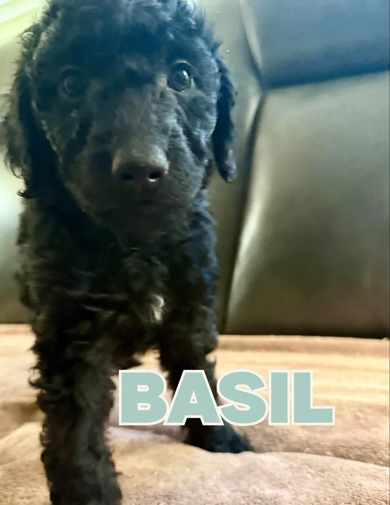 A baby medium-sized male Black Aussiedoodle dog named Basil for adoption in Shalimar, FL
