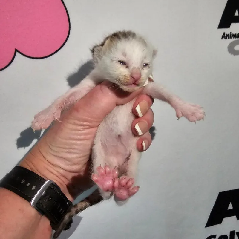 A baby small-sized male White Domestic Short Hair cat named Parcel for adoption in Milton, FL