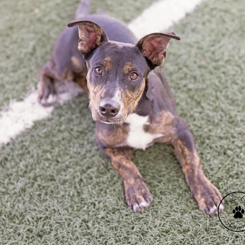 A young medium-sized male Black Mixed Breed dog named Prongs for adoption in Abilene, TX
