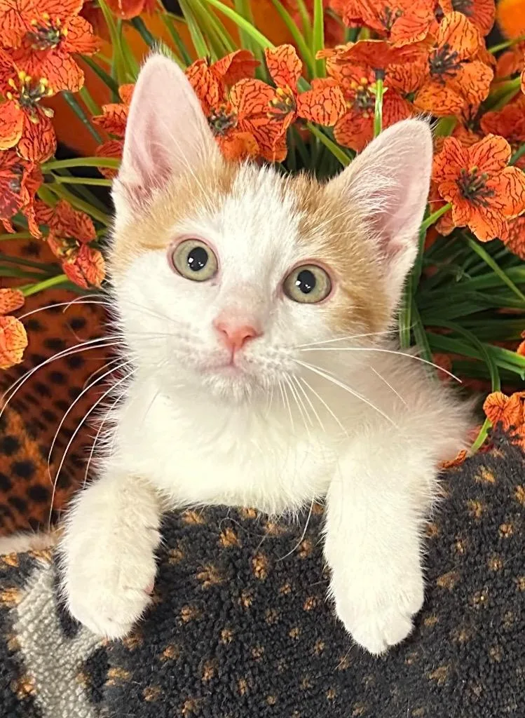 A baby small-sized male Domestic Short Hair cat named July for adoption in Stillwater, OK