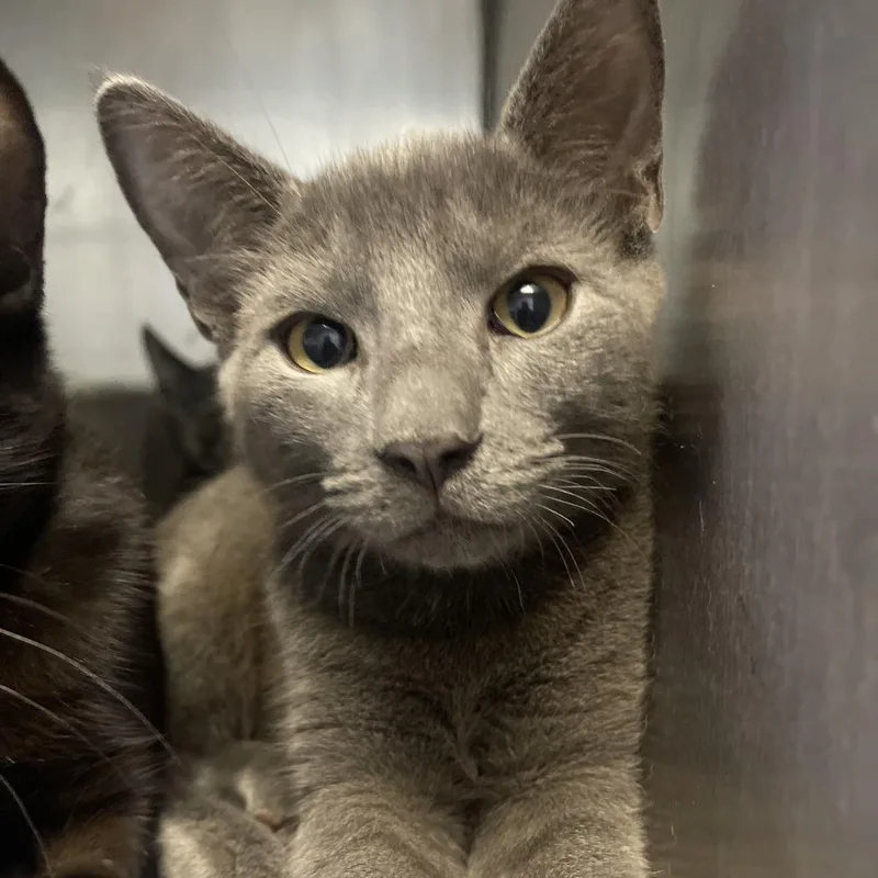 A young medium-sized male Domestic Short Hair cat named Slate for adoption in Valley, AL