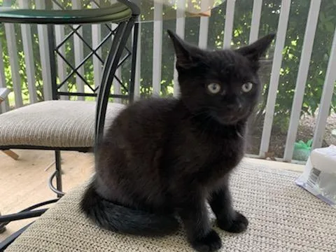A young medium-sized male Black Domestic Short Hair cat named Jimi for adoption in Ypsilanti, MI