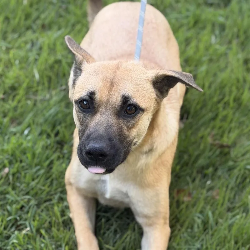 A young medium-sized female Shepherd dog named Toccoa for adoption in Locust Fork, AL