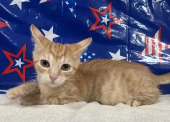A baby small-sized female Domestic Short Hair cat named Cinnamon for adoption in San Pedro, CA