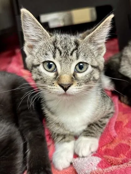 A baby medium-sized female Buff / Tan / Fawn Domestic Short Hair cat named Perch for adoption in Wichita, KS