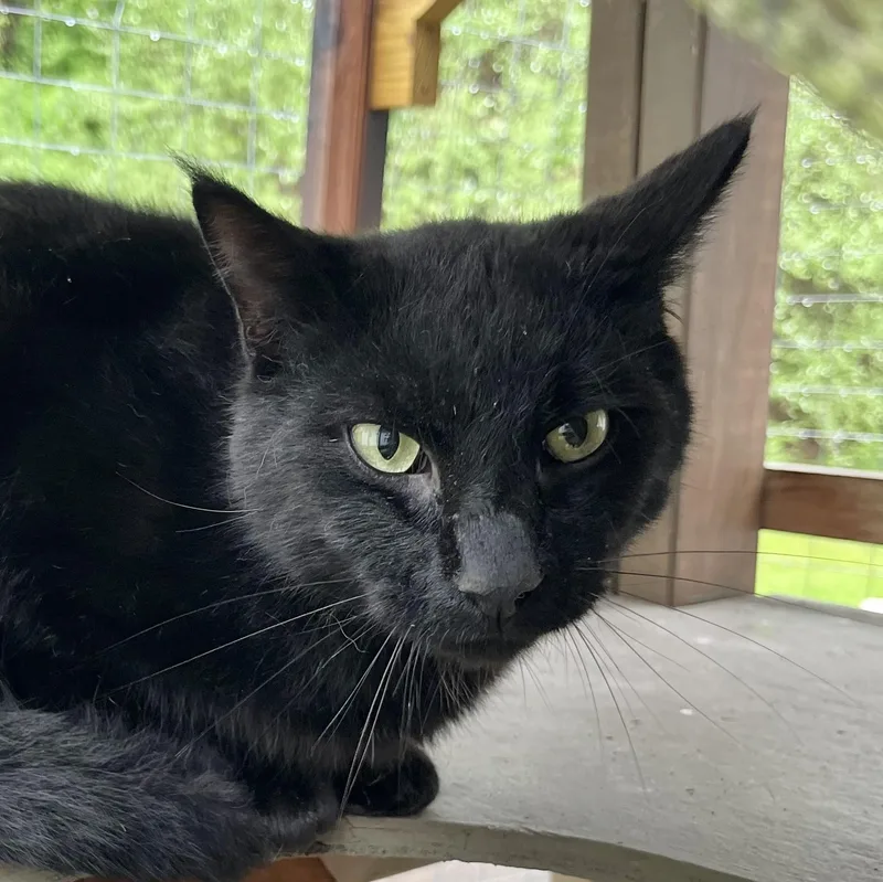 An adult medium-sized male Black Domestic Short Hair cat named Amadeus for adoption in Victor, NY