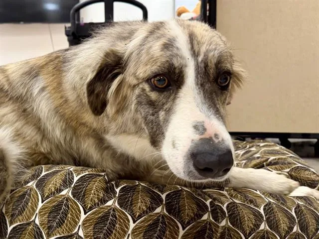 An adult medium-sized female Anatolian Shepherd dog named Gemma for adoption in Santa Rosa, CA