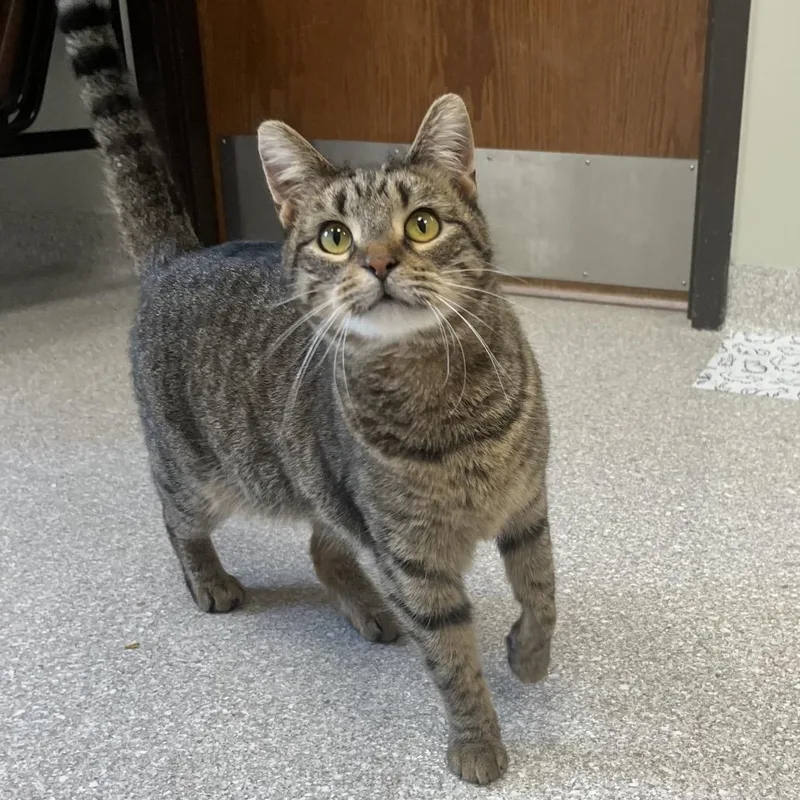 An adult medium-sized female Tabby (Brown / Chocolate) Domestic Short Hair cat named Stella for adoption in Kansas City, KS