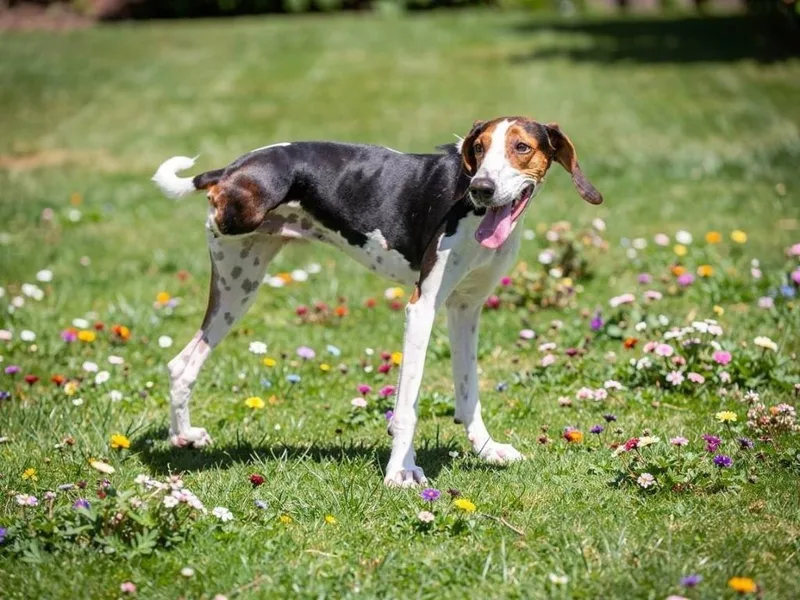 An adult large-sized female Treeing Walker Coonhound dog named Sage for adoption in Sebastian, FL